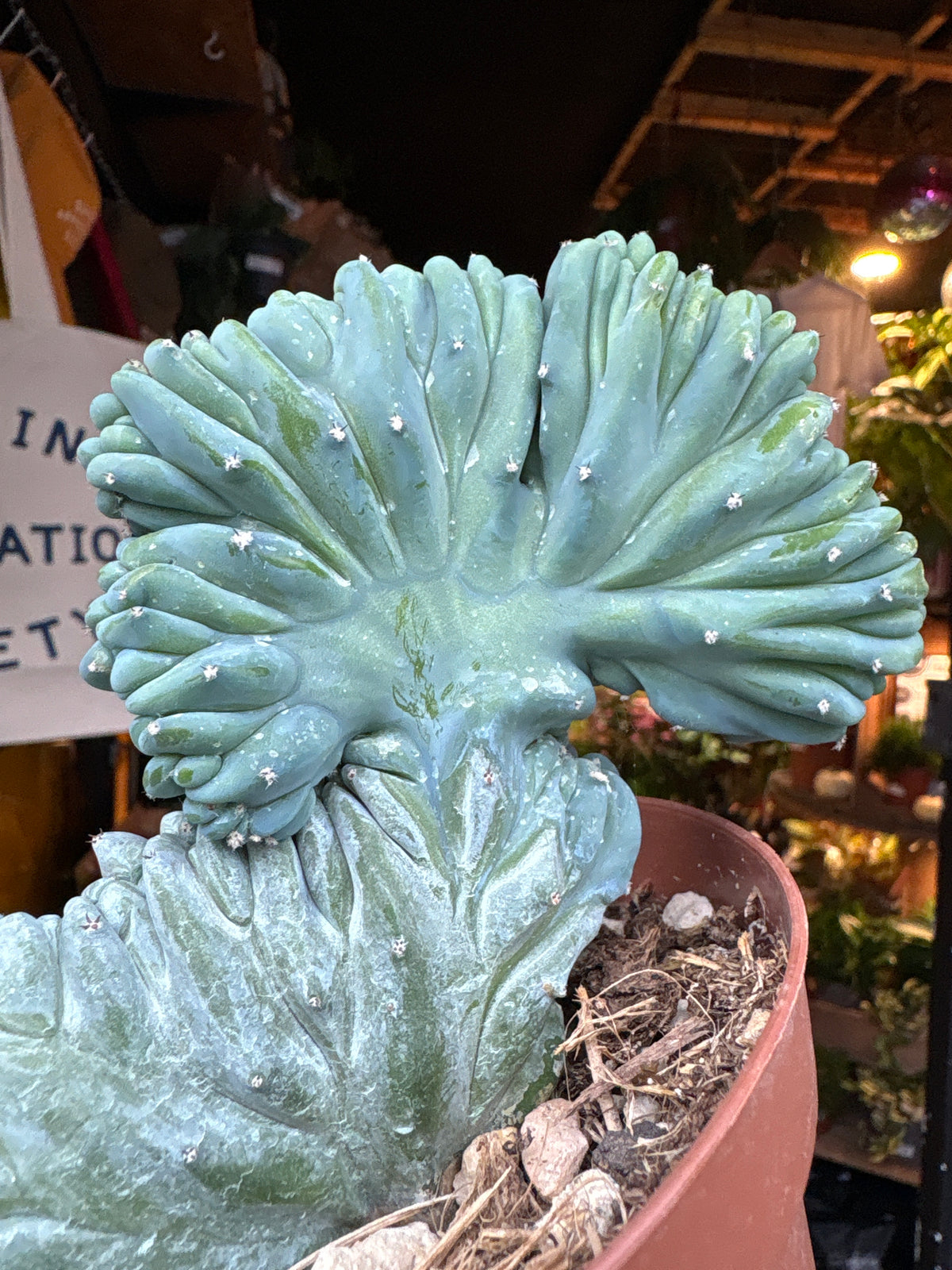 Myrtillocactus Geometrizans Cristata crested cactus in 12cm pot outside Urban Tropicana plant shop in Chiswick, London