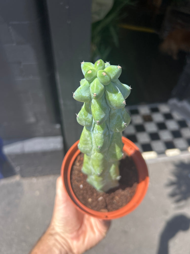 A Myrtillocactus Geometrizans Fukurokuryuzinboku (commonly known as Booby Cactus) plant in front of Urban Tropicana’s plant shop in Chiswick, London