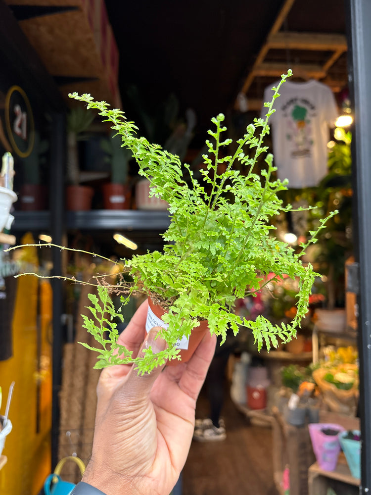 A Nephrolepis Green Fantasy plant in front of Urban Tropicana’s Plant Shop in Chiswick London