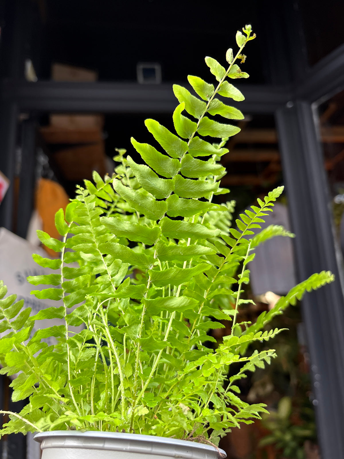 Nephrolepis exaltata ‘Green Delight’ Boston fern in 9cm pot outside Urban Tropicana plant shop in Chiswick, London