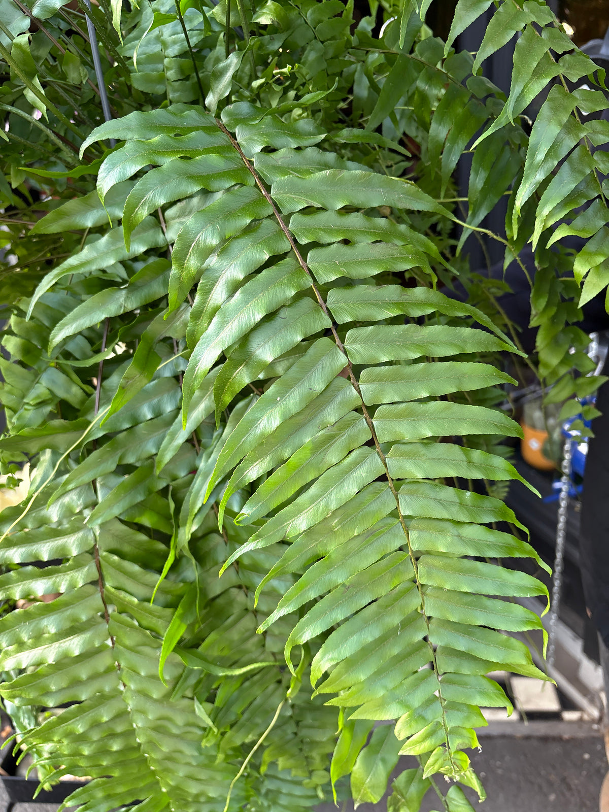 A Nephrolepsis Biserrata ‘Macho’ plant in front of Urban Tropicana’s Plant Shop in Chiswick London