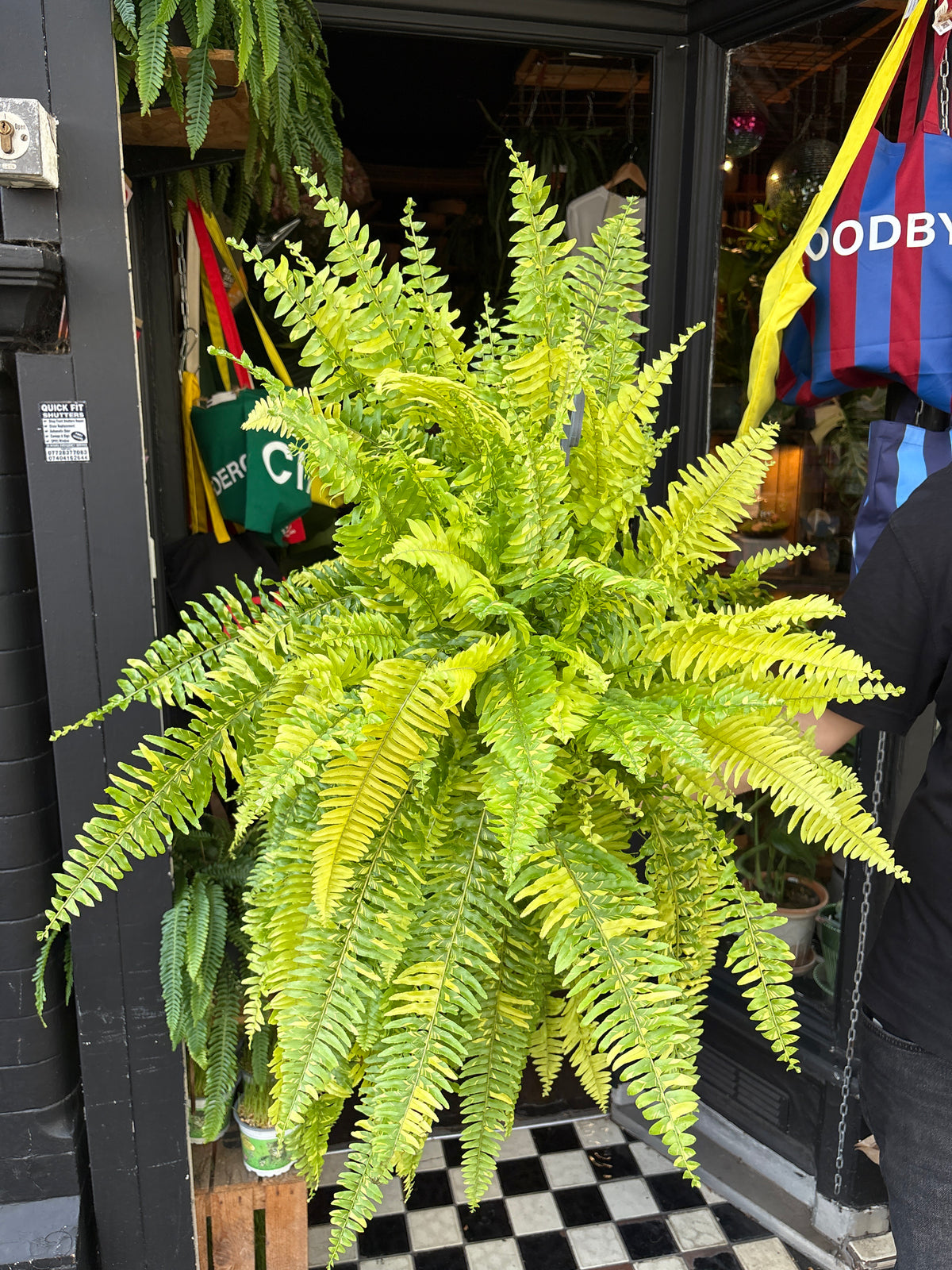 Nephrolepis exaltata ‘Tiger Fern’ in 20cm pot outside Urban Tropicana plant shop in Chiswick, London