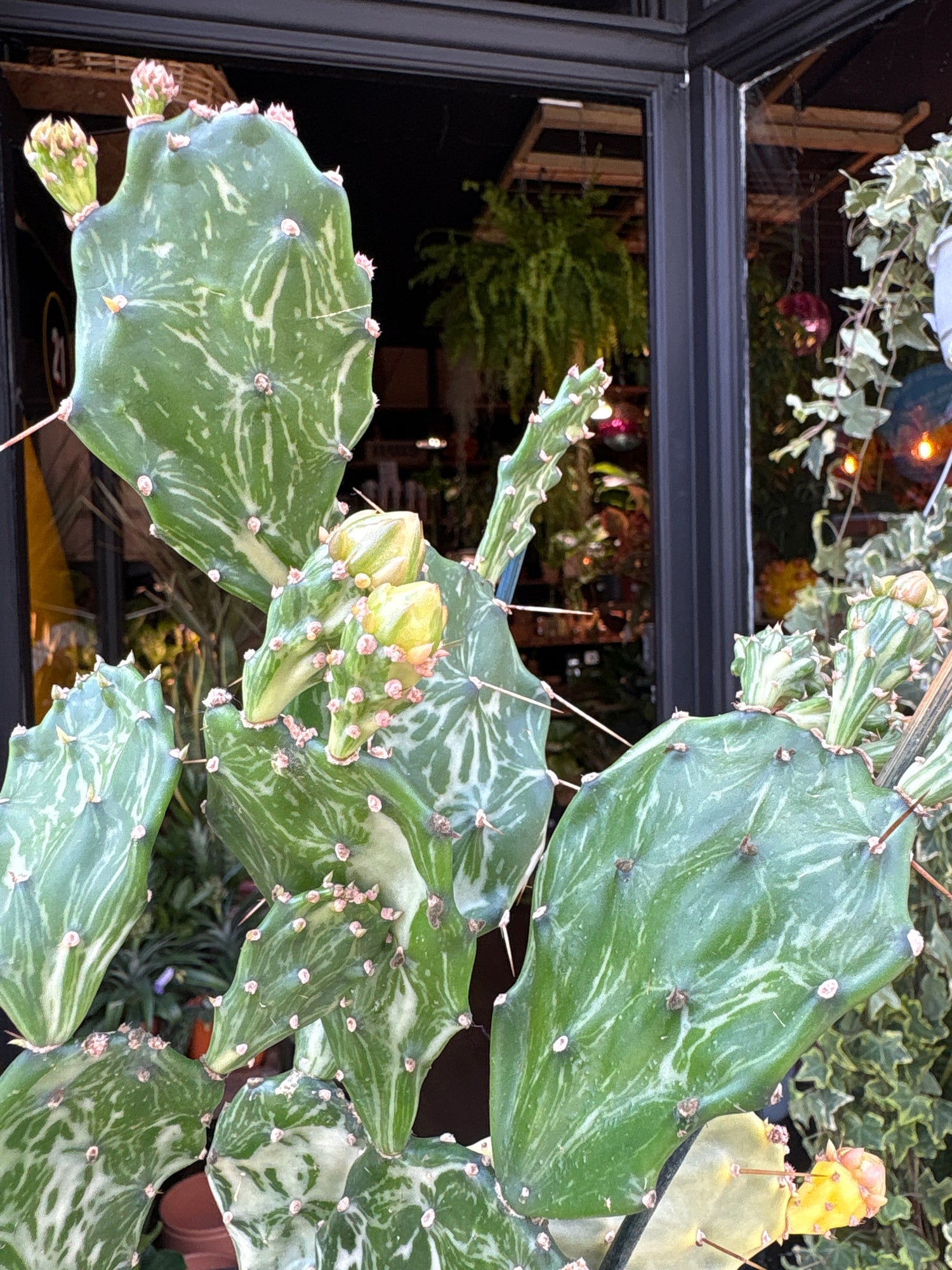 Close up of Opuntia jamaicensis in front of Urban Tropicana’s Plant Shop in Chiswick London