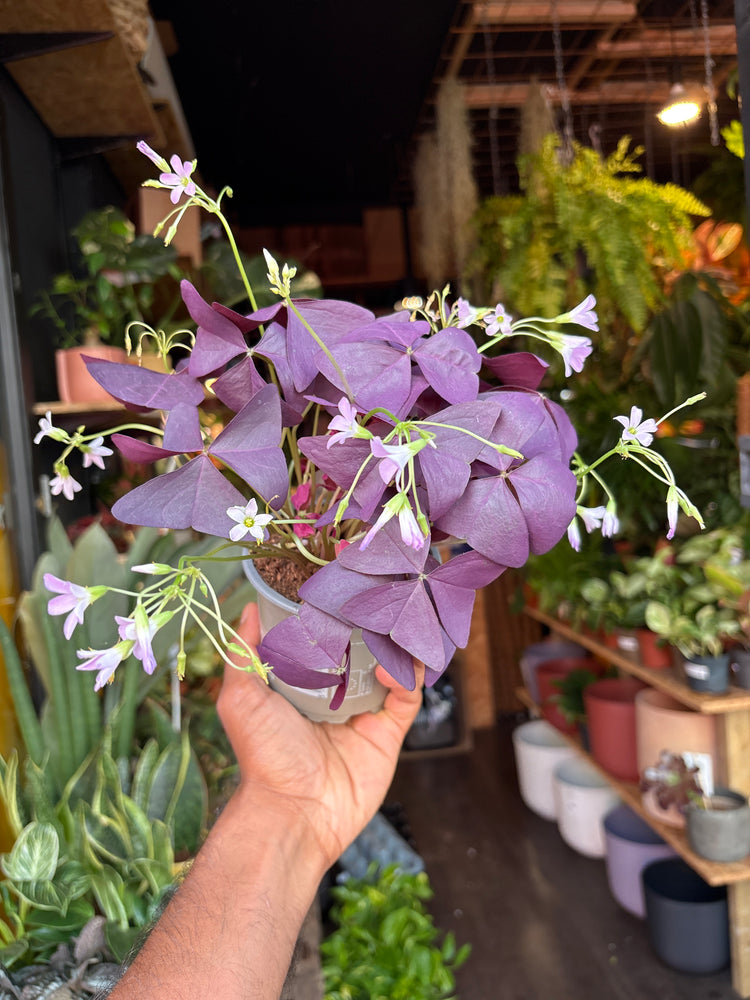 Oxalis triangularis in front of Urban Tropicana’s Plant Shop in Chiswick London