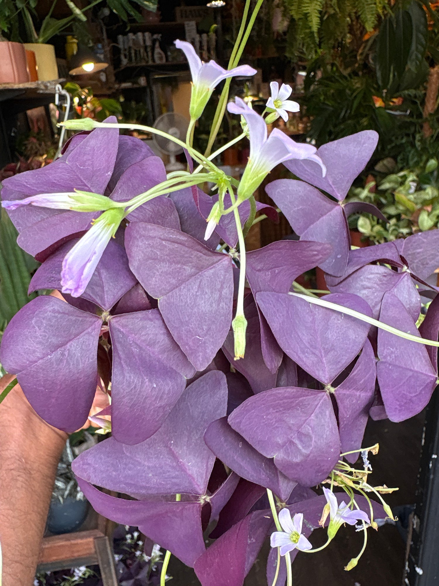 Oxalis triangularis in front of Urban Tropicana’s Plant Shop in Chiswick London