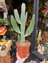 An Opuntia Consolea plant in front of Urban Tropicana’s Plant Shop in Chiswick London