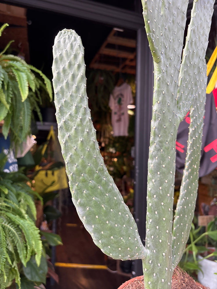 Opuntia Consolea cactus in 17cm pot outside Urban Tropicana plant shop in Chiswick, London