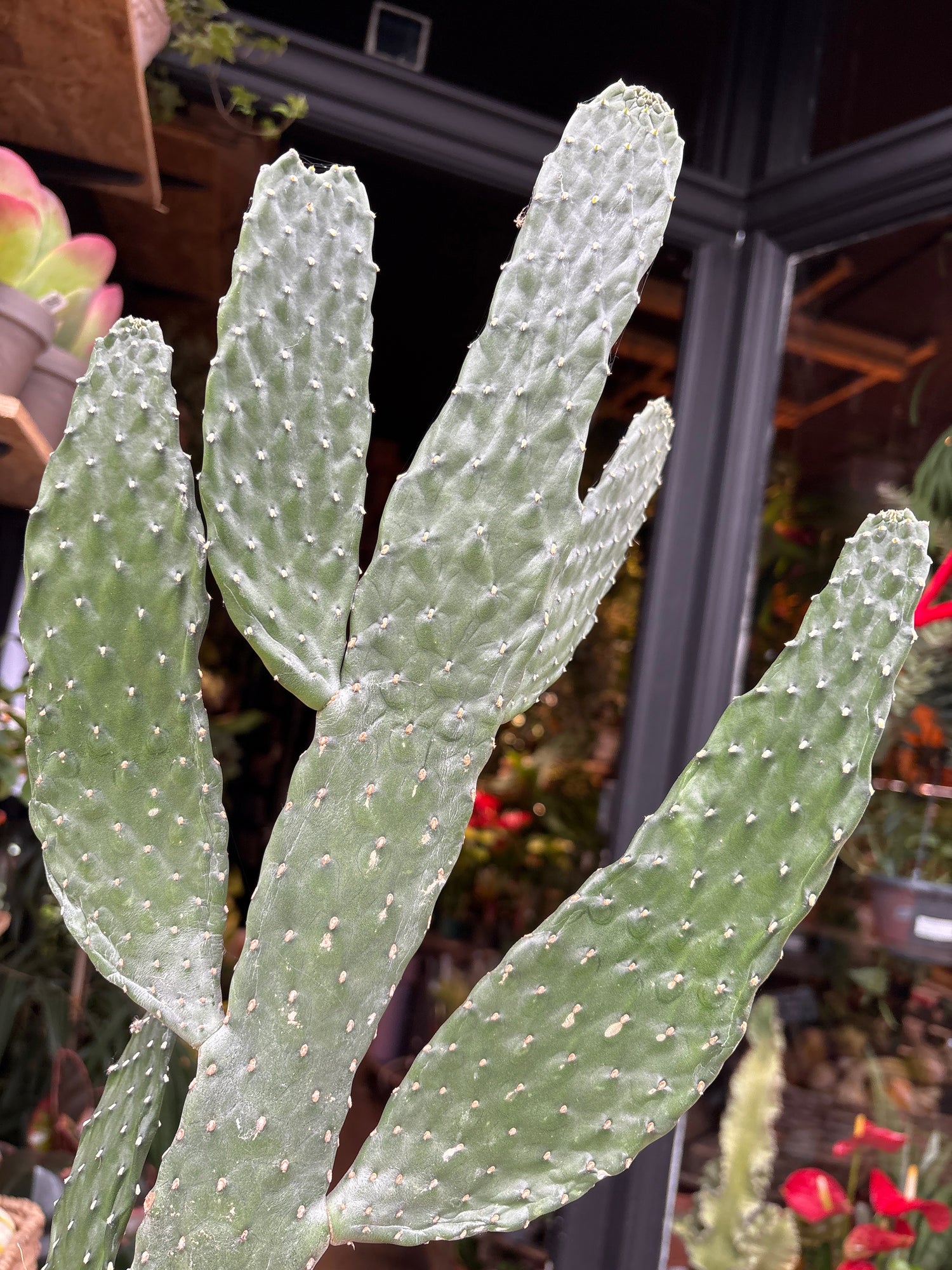 An Opuntia Consolea plant in front of Urban Tropicana’s Plant Shop in Chiswick London