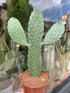 An Opuntia Rubescens Consolea plant in front of Urban Tropicana’s Plant Shop in Chiswick London