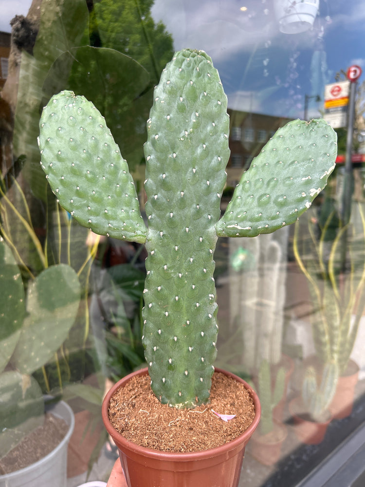 An Opuntia Rubescens Consolea plant in front of Urban Tropicana’s Plant Shop in Chiswick London