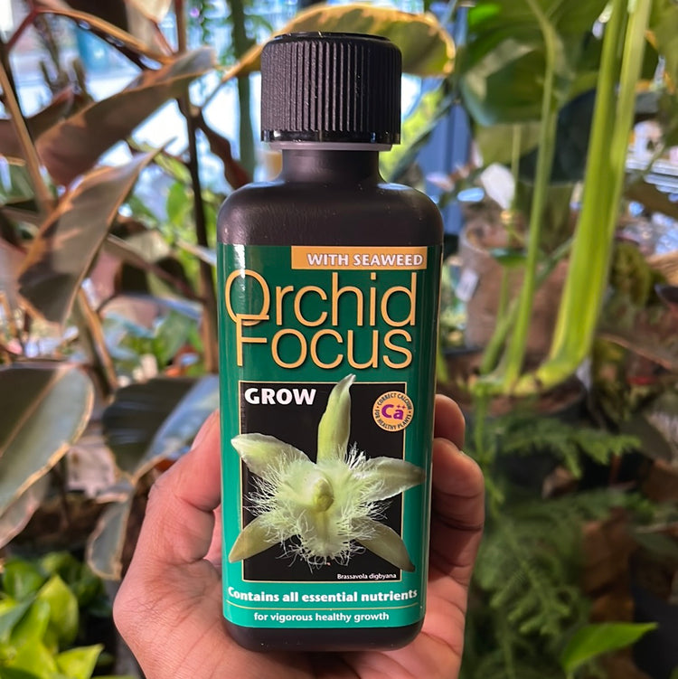 Orchid Focus Grow inside of Urban Tropicana&