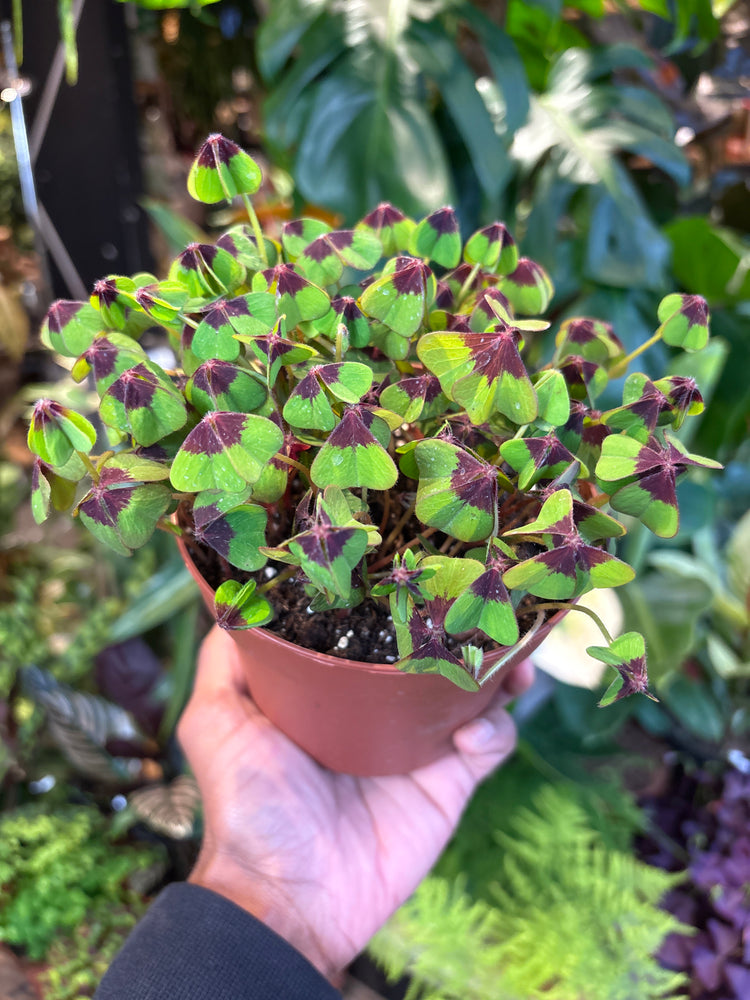 A Oxalis Iron Cross plant in front of Urban Tropicana’s Plant Shop in Chiswick London