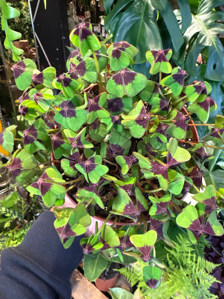 Oxalis Iron Cross plant in front of Urban Tropicana’s Plant Shop in Chiswick London