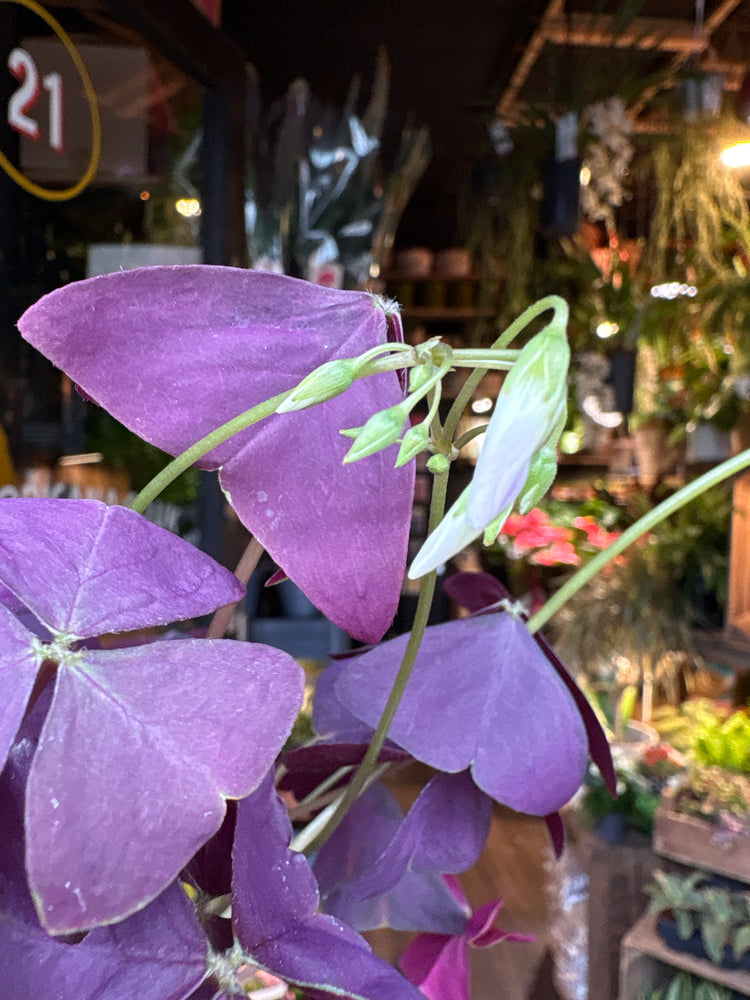 A Oxalis Triangularis plant in front of Urban Tropicana’s Plant Shop in Chiswick London