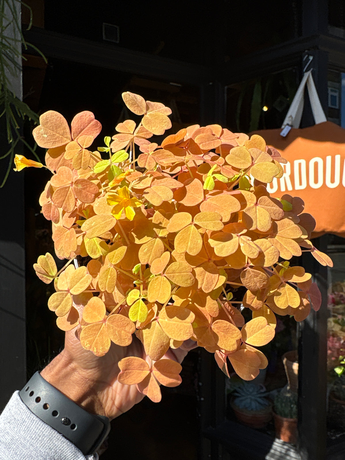 Oxalis vulcanicola ‘Vulcan Gold’ with bright golden-yellow clover-shaped leaves and compact growth, displayed in a nursery pot at Urban Tropicana plant shop, Chiswick, London