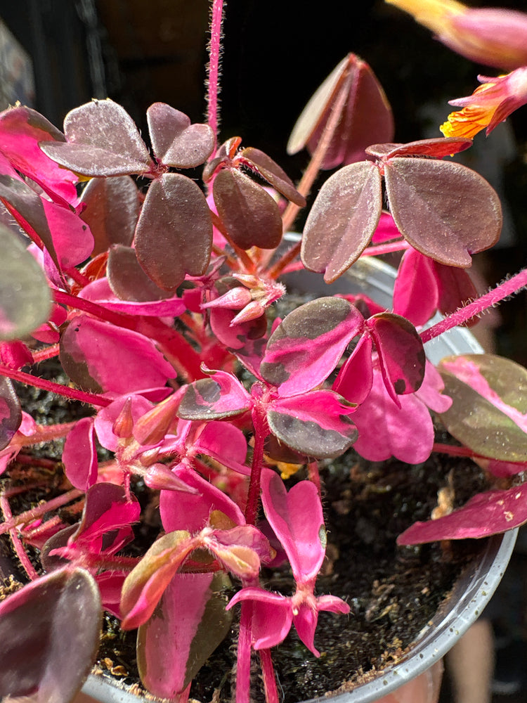 Oxalis ‘Vulcan Pink’ plant in 6cm pot outside Urban Tropicana plant shop in Chiswick, London