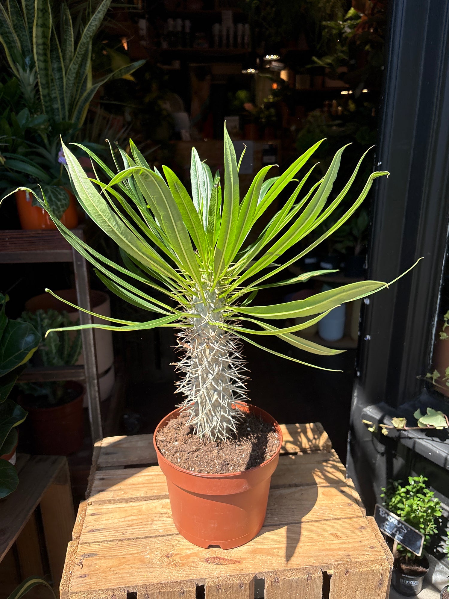 Pachypodium lamerei in front of Urban Tropicana’s Plant Shop in Chiswick London