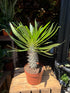 Pachypodium lamerei in front of Urban Tropicana’s Plant Shop in Chiswick London