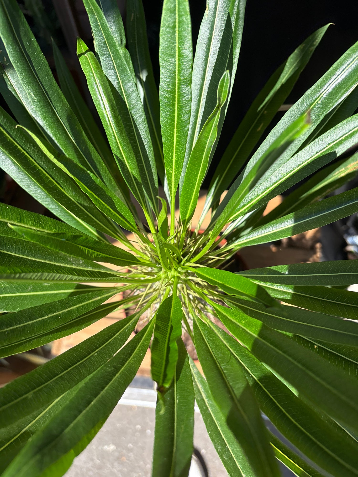 Close up of Pachypodium lamerei in front of Urban Tropicana’s Plant Shop in Chiswick London