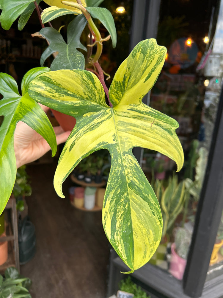 Close up of Philodendron ‘Florida Beauty’ in front of Urban Tropicana’s Plant Shop in Chiswick London