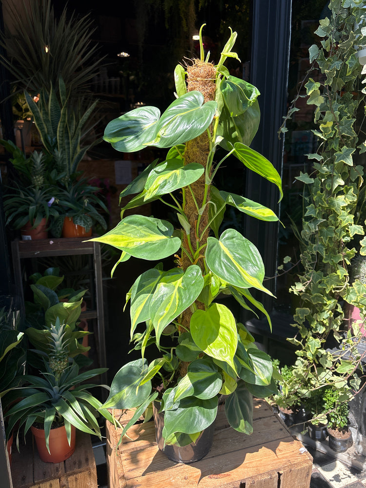 Philodendron Scandens Brasil on a coir pole in front of Urban Tropicana’s Plant Shop in Chiswick London
