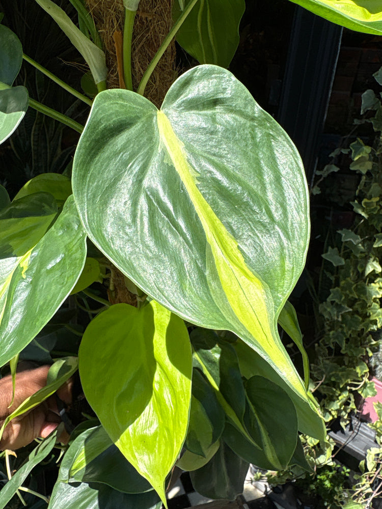 Philodendron Scandens Brasil leaf in front of Urban Tropicana’s Plant Shop in Chiswick London