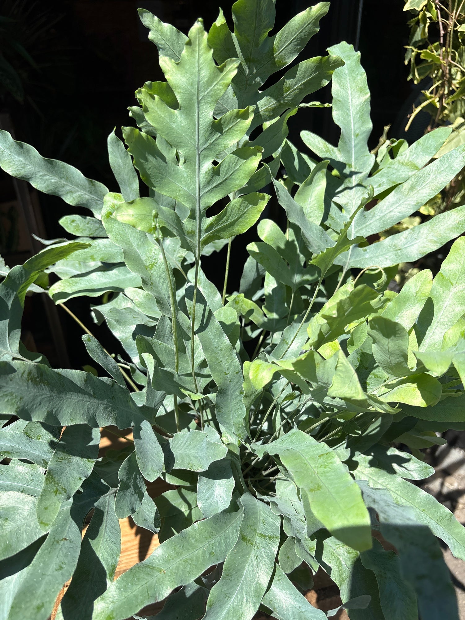 A Phlebodium Blue Star plant also known as a Cathedral Cactus in front of Urban Tropicana&