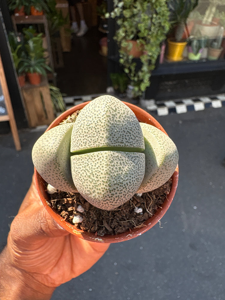 Pleiospilos Nelii large form in front of Urban Tropicana’s Plant Shop in Chiswick London