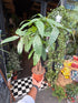 Pachira Aquatica plant also known as a Money plant in front of Urban Tropicana’s plant shop in Chiswick London