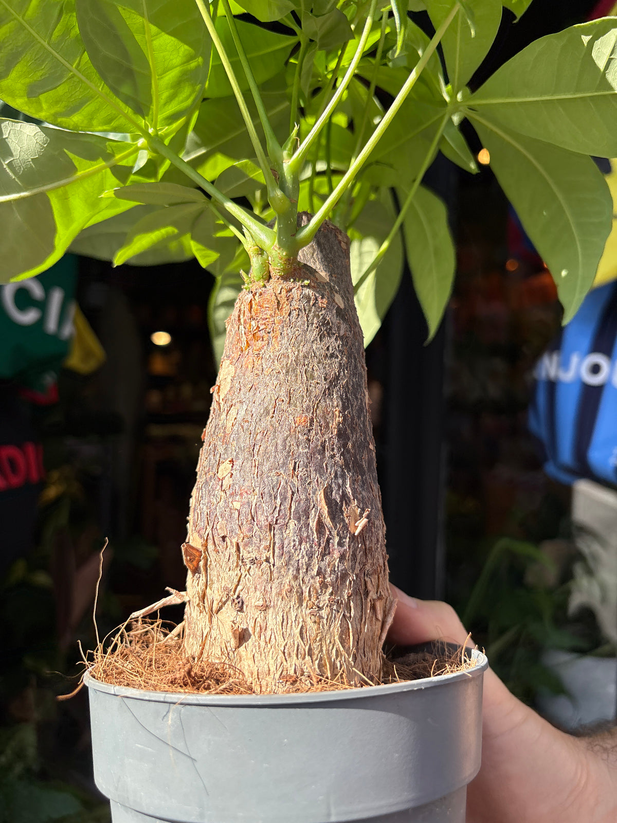 Pachira aquatica (Money Tree) houseplant in 12cm pot outside Urban Tropicana plant shop in Chiswick, London