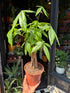 A Pachira  or Money Tree plant in front of Urban Tropicana’s plant shop in Chiswick London