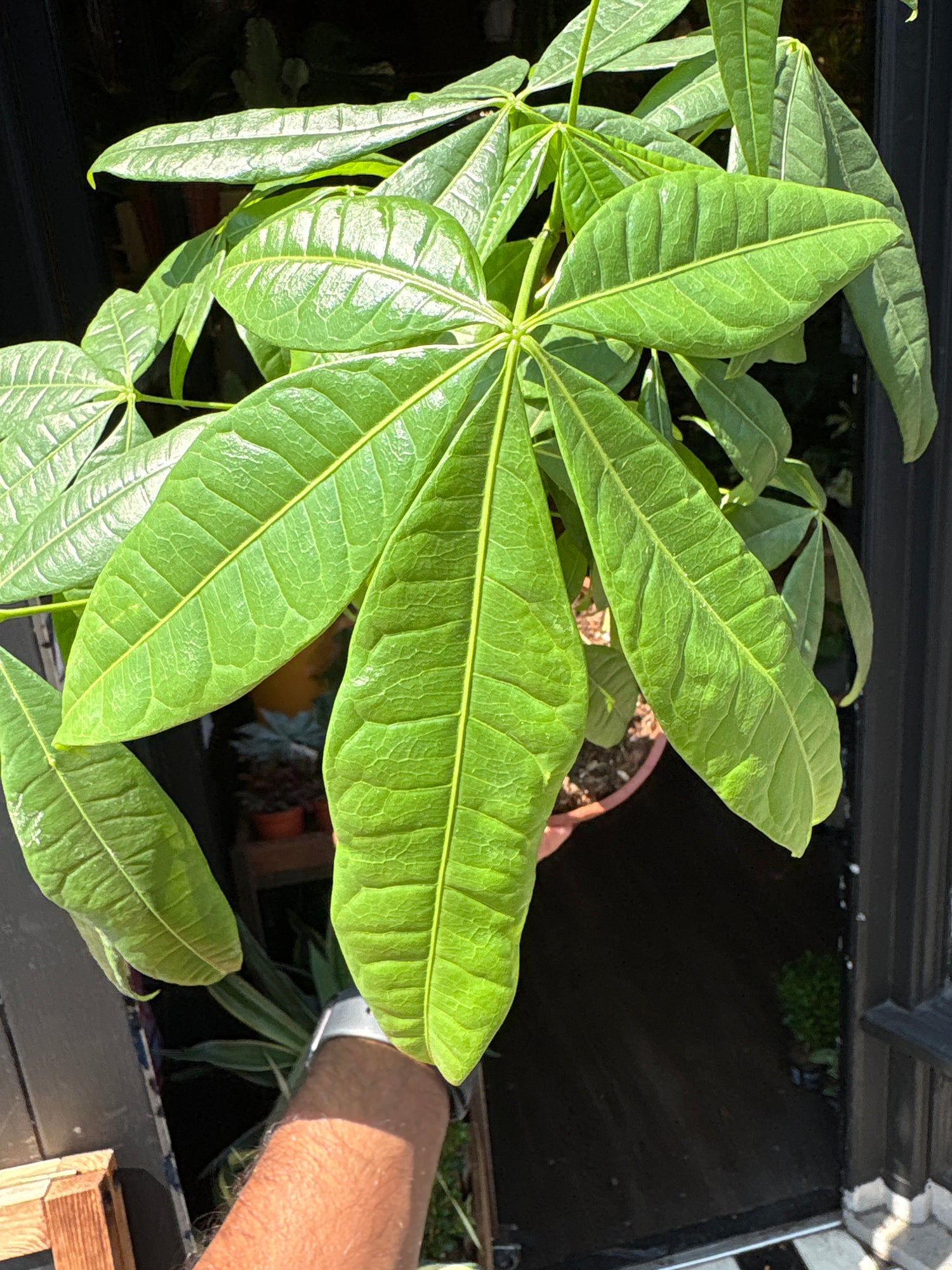 A Pachira Aquatica or Money Tree plant in front of Urban Tropicana’s plant shop in Chiswick London