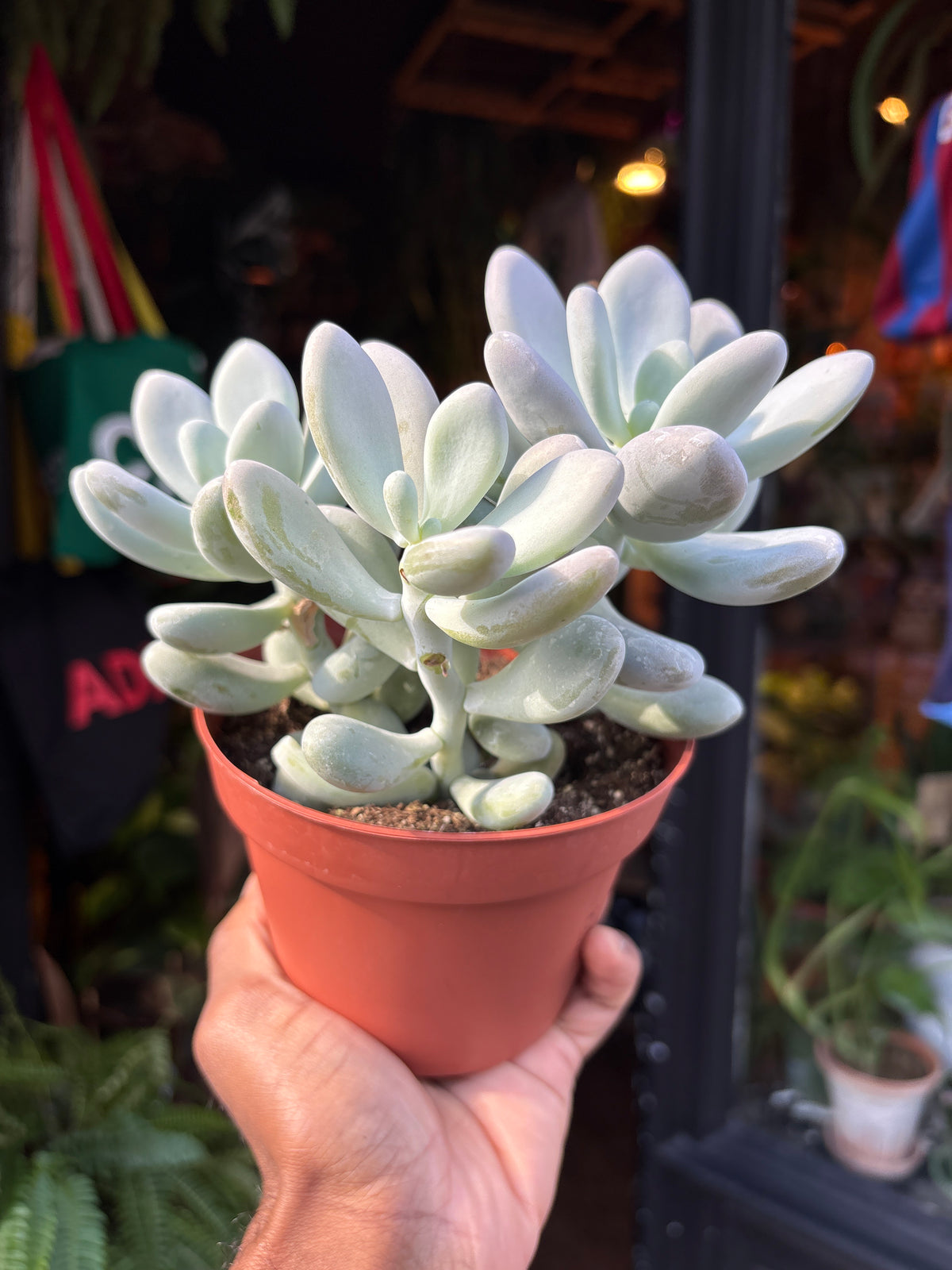 Pachyphytum oviferum (Moonstone Succulent) in 12cm pot outside Urban Tropicana plant shop in Chiswick, London