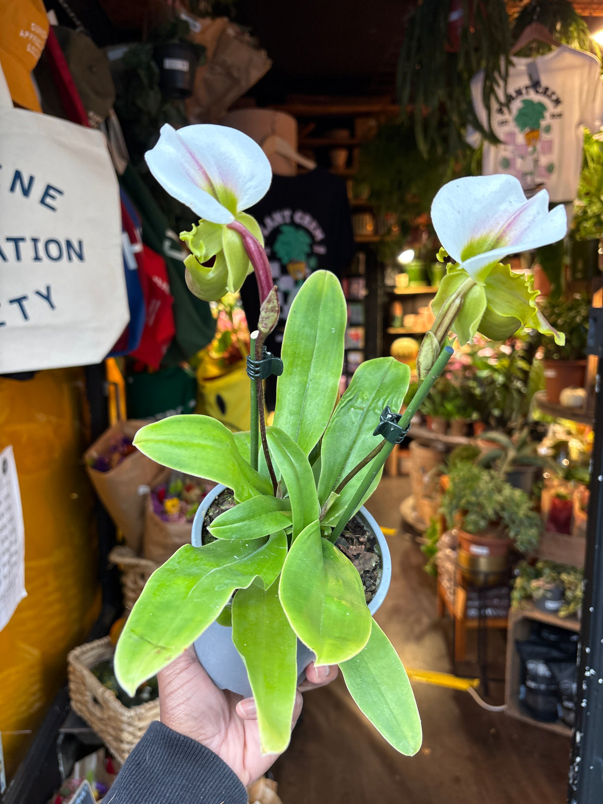 Paphiopedilum Slipper Orchid in 12cm pot outside Urban Tropicana plant shop in Chiswick, London
