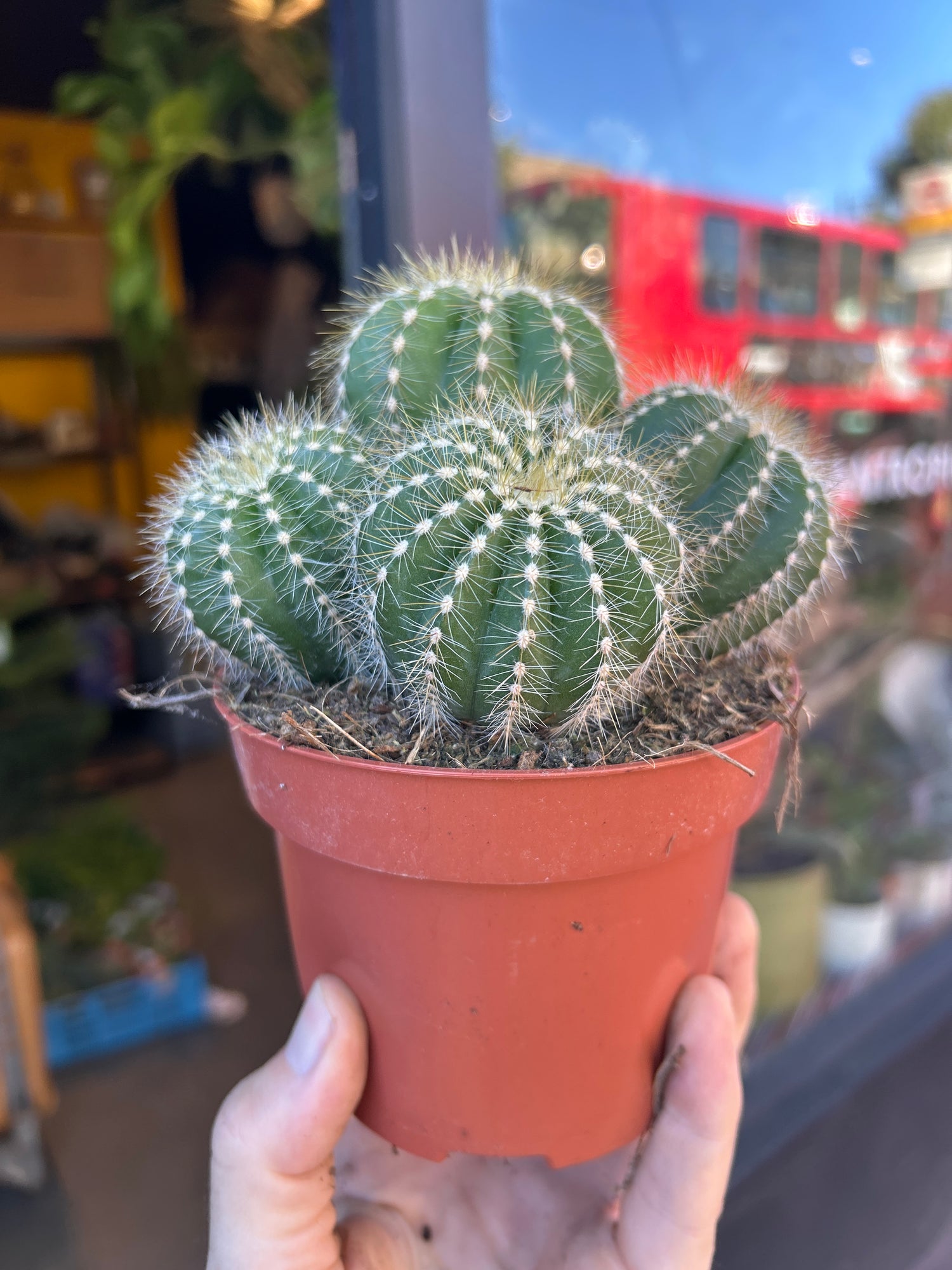 A Parodia Magnifica plant in front of Urban Tropicana’s Plant Shop in Chiswick London