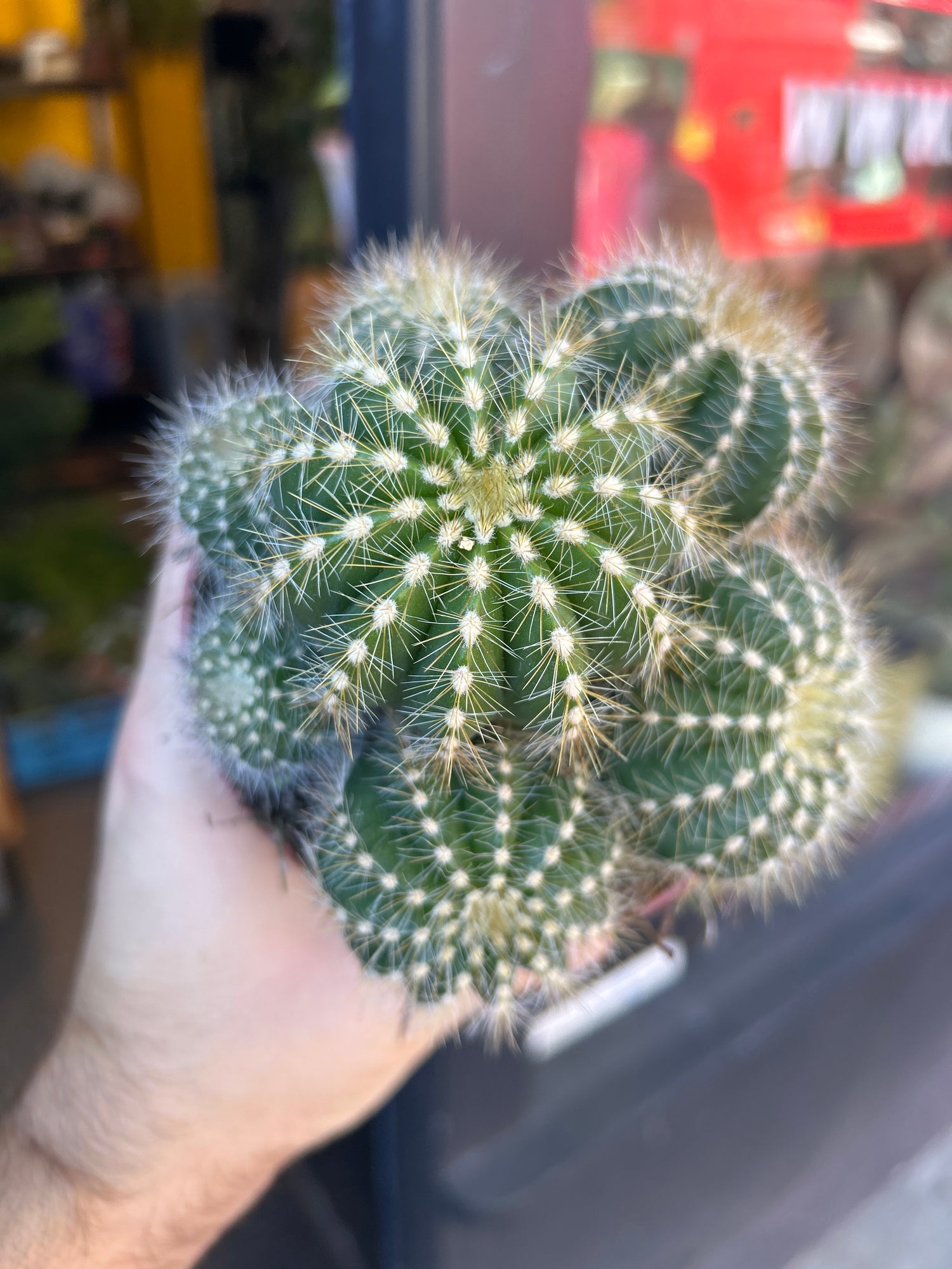 A Parodia Magnifica plant in front of Urban Tropicana’s Plant Shop in Chiswick London