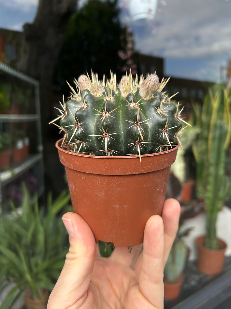 A Parodia Manmulosa cactus in front of Urban Tropicana’s Plant Shop in Chiswick London