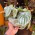 Peperomia Argyreia, also known as Watermelon Begonia, in front of Urban Tropicana’s store in Chiswick, London