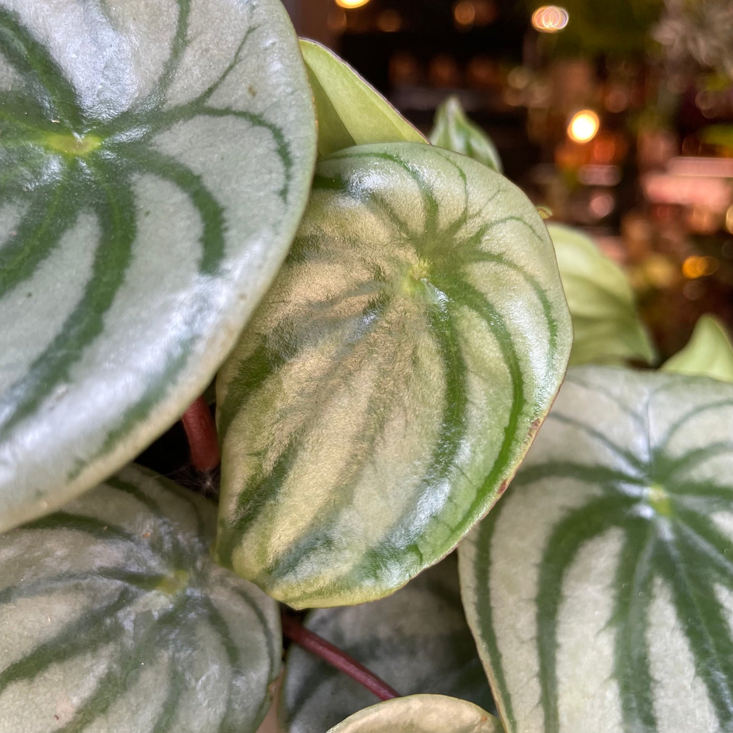 Peperomia Argyreia, also known as Watermelon Begonia, in front of Urban Tropicana’s store in Chiswick, London