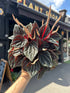 A Peperomia Caperata plant in front of Urban Tropicana’s Plant Shop in Chiswick London
