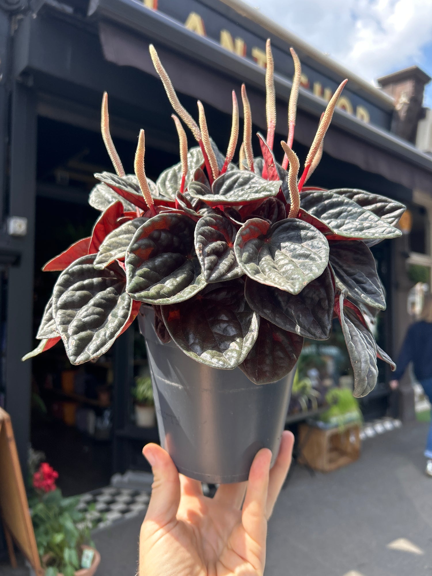 A Peperomia Caperata plant in front of Urban Tropicana’s Plant Shop in Chiswick London