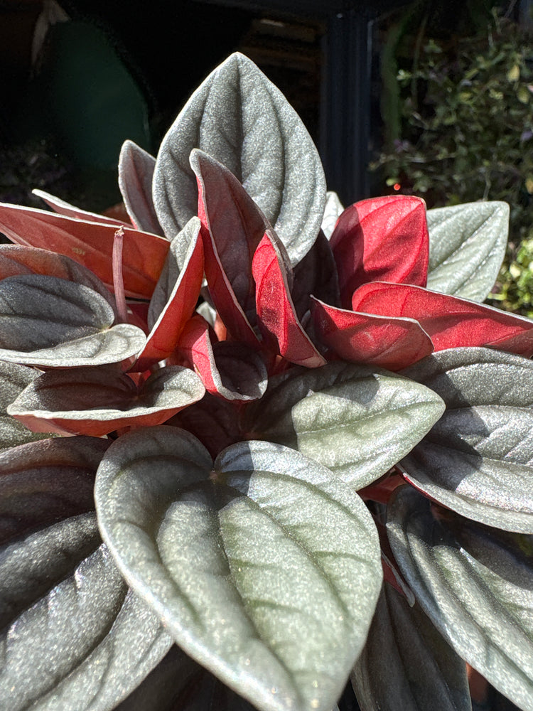Peperomia caperata ‘Santorini’ houseplant outside Urban Tropicana plant shop in Chiswick, London