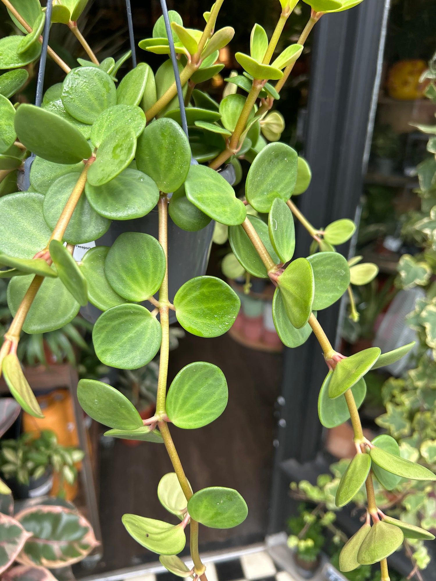 Peperomia Hope in front of Urban Tropicana’s Plant Shop in Chiswick London