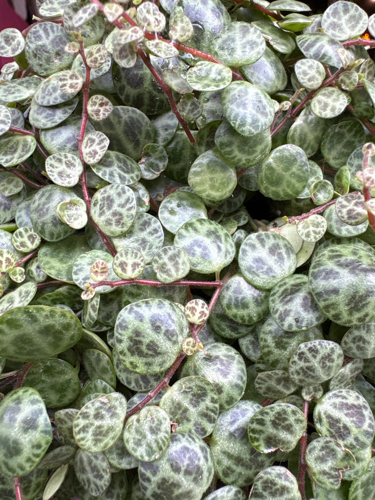 A Peperomia Prostrata ‘String of Turtles’ plant in front of Urban Tropicana’s plant shop in Chiswick, London