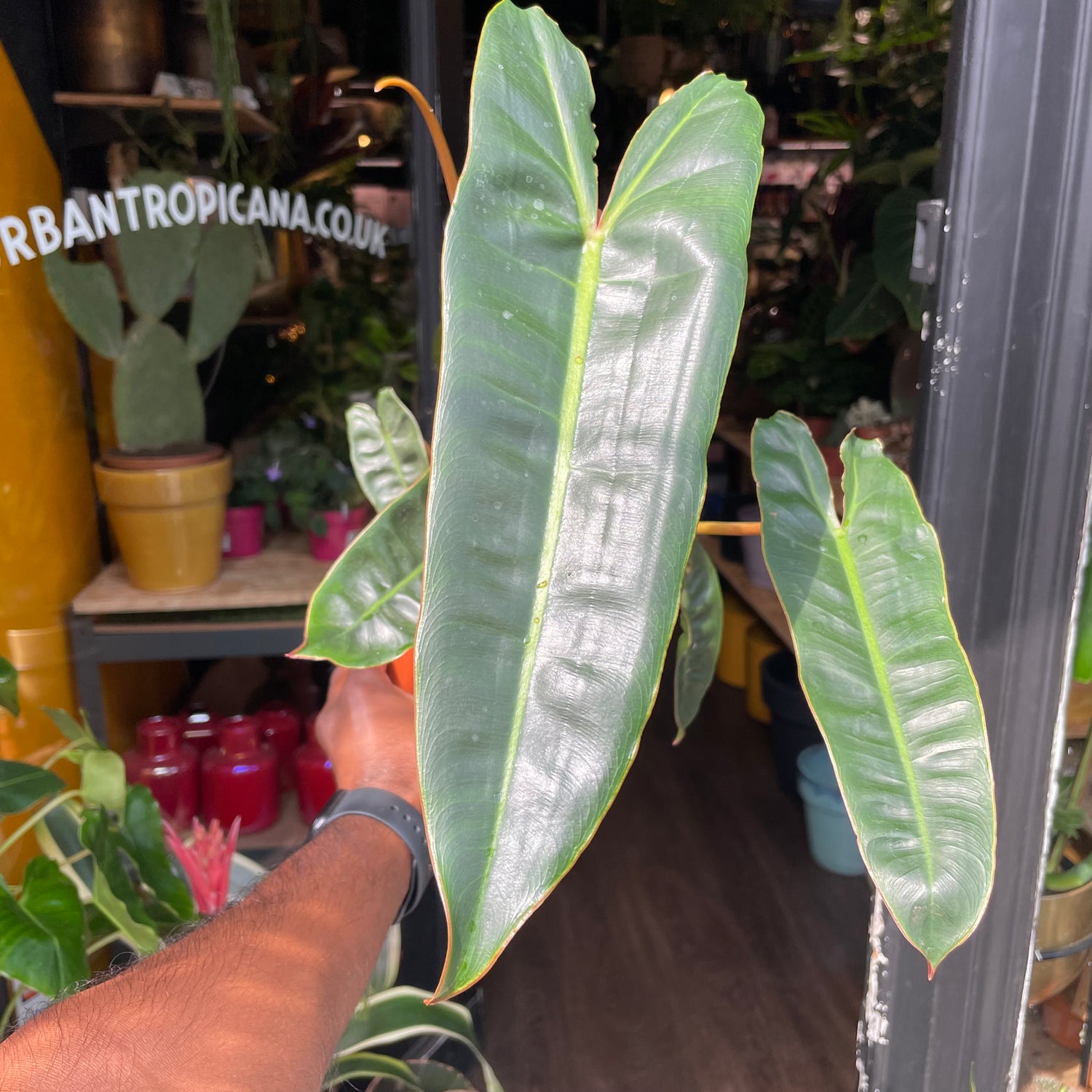 Philodendron Billietiae also known as a Philodendron bipennifolium in front of Urban Tropicana’s store in Chiswick, London