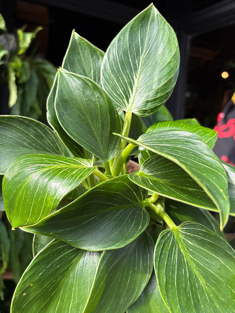 Philodendron ‘Birkin’ houseplant in 15cm pot outside Urban Tropicana plant shop in Chiswick, London