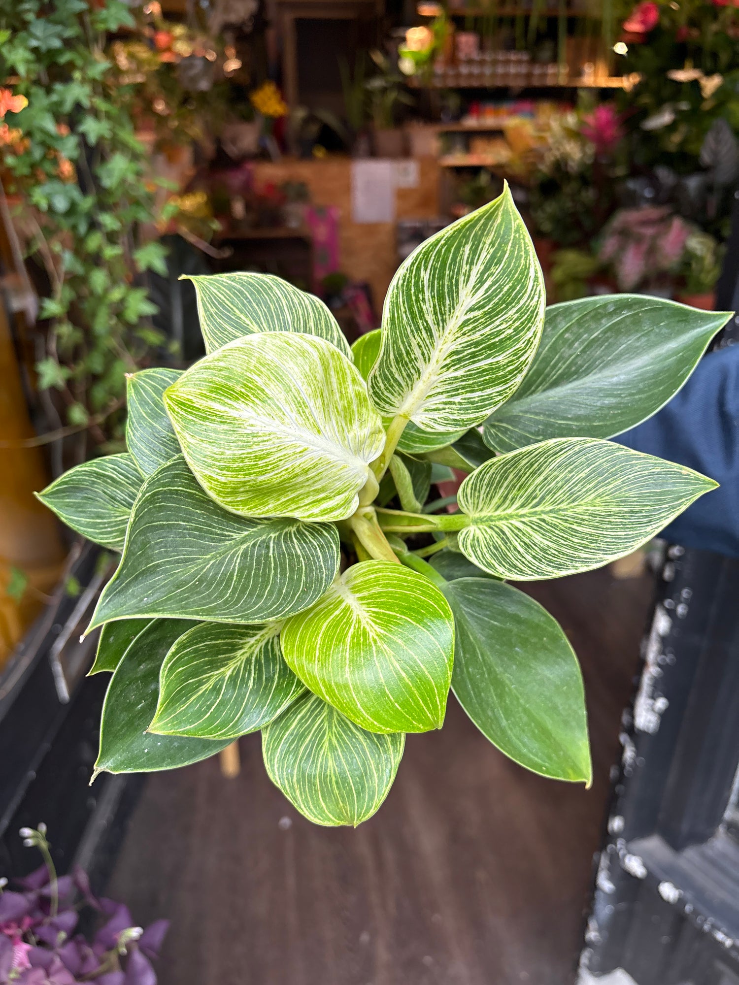 Philodendron ‘Birkin’ in front of Urban Tropicana’s Plant Shop in Chiswick London