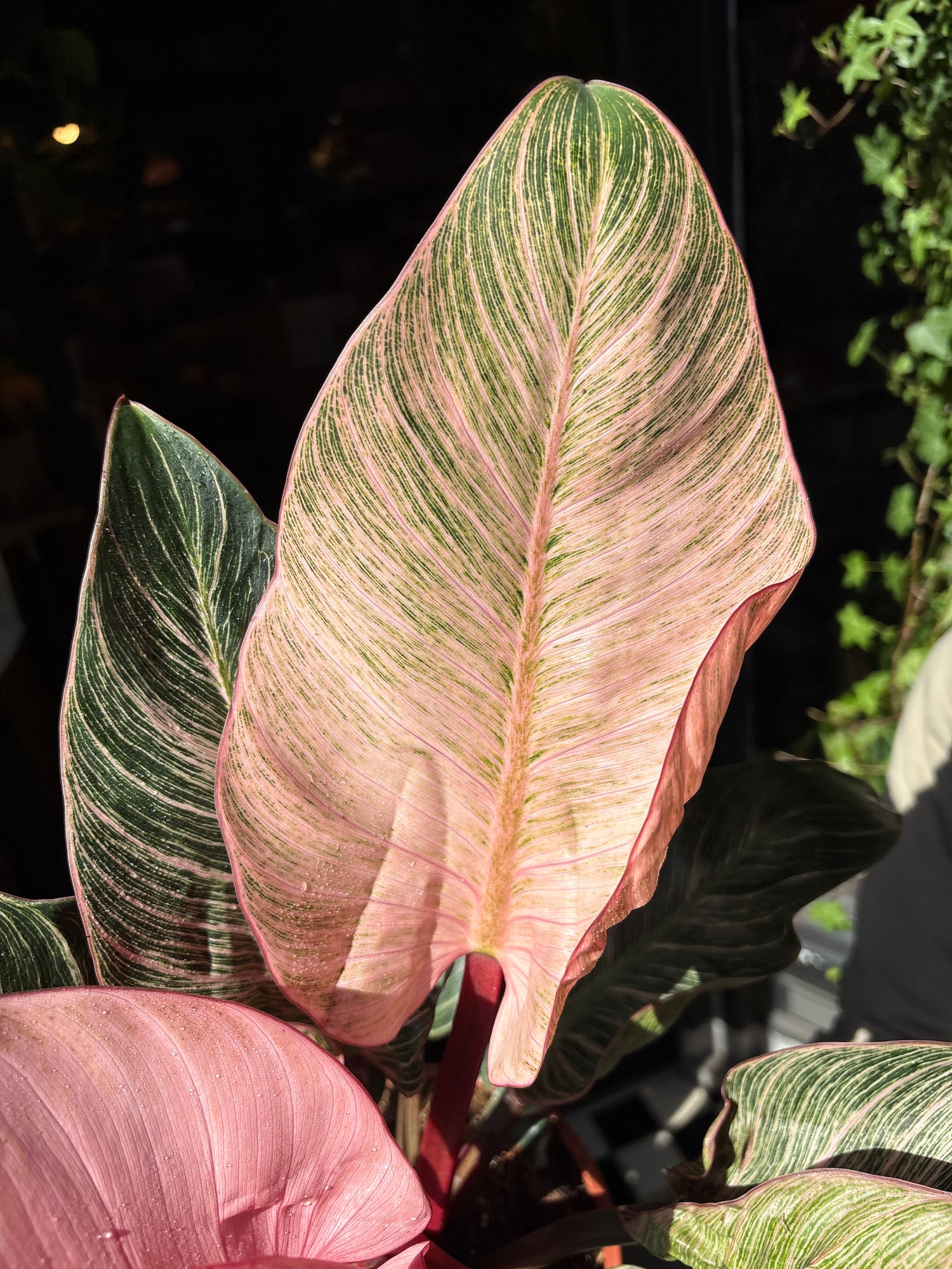 A Philodendron Birkin Pink plant in front of Urban Tropicana’s Plant Shop in Chiswick London