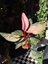 A Philodendron Birkin ‘Pink Bikini’ plant in front of Urban Tropicana’s Plant Shop in Chiswick London