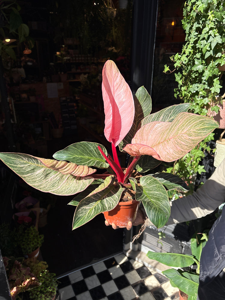 A Philodendron Birkin ‘Pink Bikini’ plant in front of Urban Tropicana’s Plant Shop in Chiswick London
